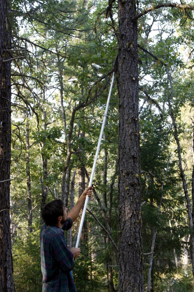 Andrew limbing a pine tree with a pole saw