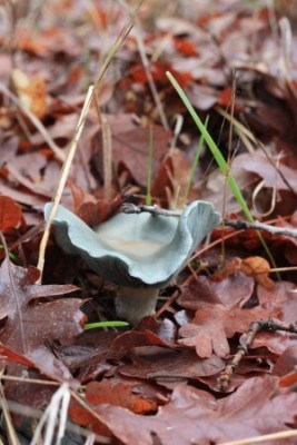Anise Scented Mushroom (Clitocybe odora), a prized edible native fungi found throughout Herland Forest. 