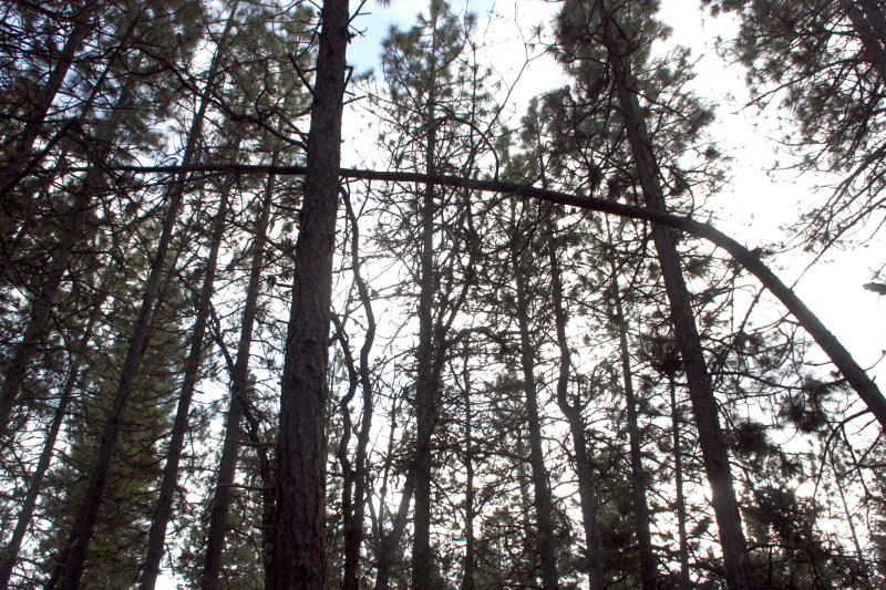 a dense stand of ponderosa pines to be thinned