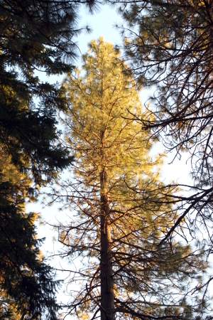 Sunlight bathes a pine in Herland Forest.