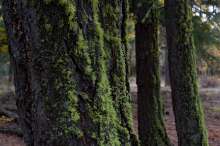 lichen on trees